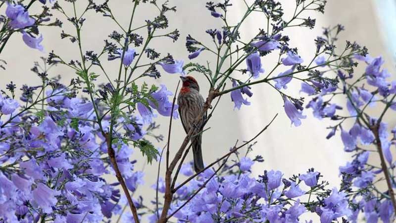 Esta es la historia de cómo las jacarandas fueron un regalo de un japonés a México