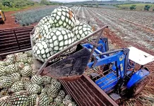 Agroindustria tequilera promueve Denominaciones de Origen como modelo de desarrollo económico sustentable