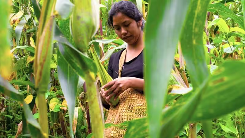 Campo mexicano compite en desventaja por falta de financiamiento
